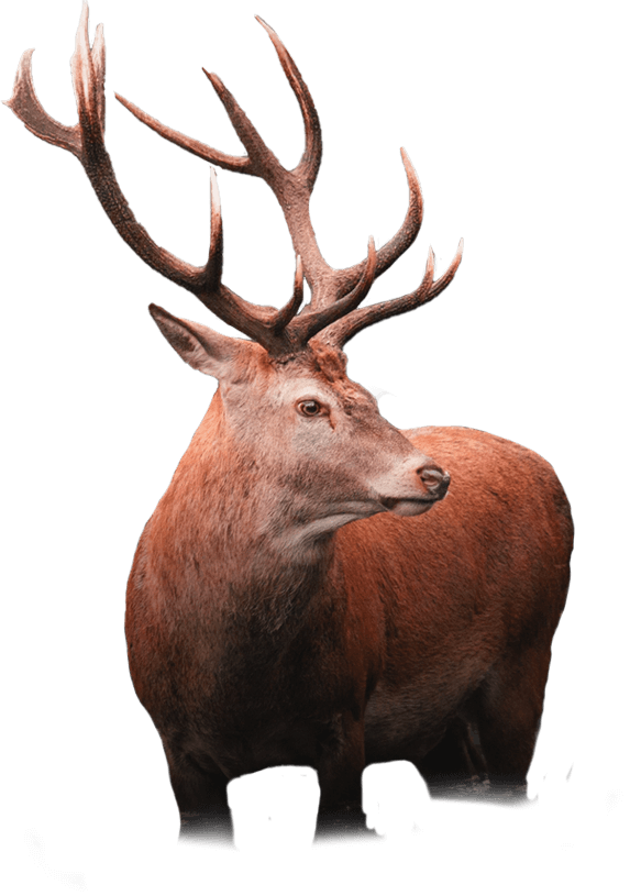 deer2-1.png
