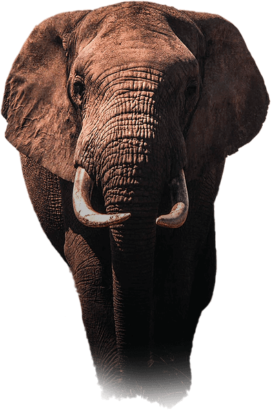 elephant2.png