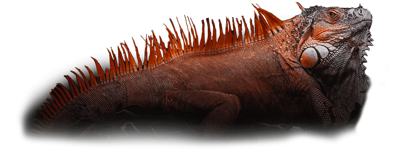 lizard4.png
